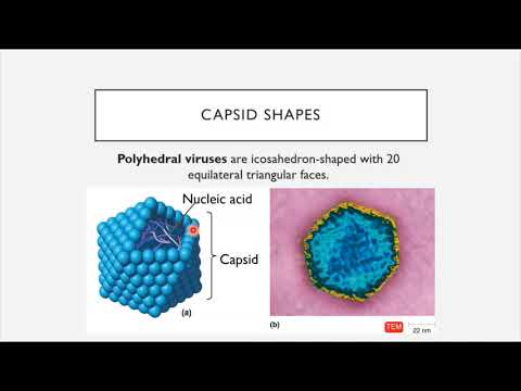 BIO 205 - Chapter 6 - Acellular Pathogens