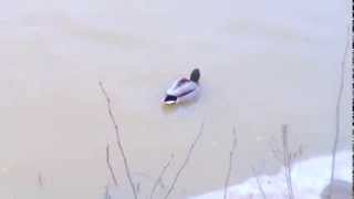 Sorsat Aurajokirannassa kera jatsin