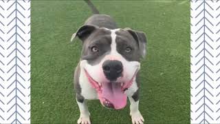 MEET PETER POTAMUS AT KC PET PROJECT