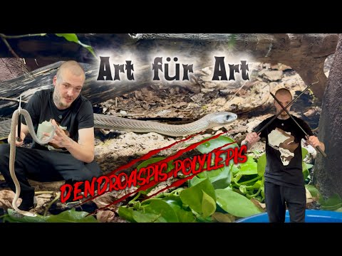 Species by species – The Black Mamba (Dendroaspis polylepis)