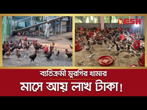 চাকরি ছেড়ে দেশি মুরগির খামার, মাসে আয় লাখ টাকা! | Chicken Farming | Narsingdi | Desh TV