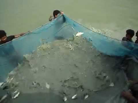 Thousands of fish leap out of water at same time