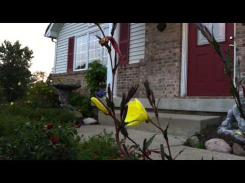 Kathy's Evening Primrose