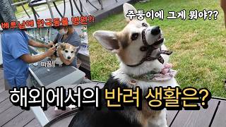 베트남에서의 반려생활은?  #호치민생활 #호치민한국동물병원 #천재견엘자