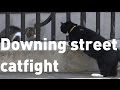 Downing Street Cats Larry And Palmerston Get In Another Fight