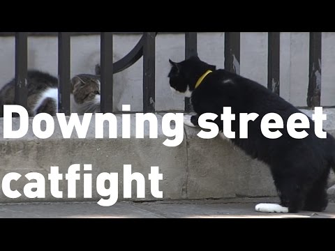 Downing Street cats Larry and Palmerston get in another fight