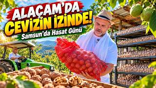 Alaçam’da Cevizin İzinde! Bahçeden Hasada Gerçek Ceviz Yolculuğu 🌰