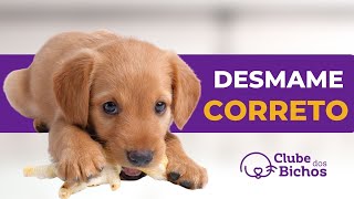 ⚠️ O que DAR de COMER para FILHOTE DE CACHORRO de 1 mês ? 😱