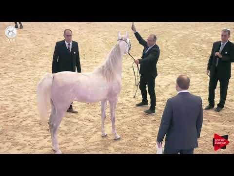 N.67 FA NILE SUDAN - SEWC 2018 - Junior Colts (Class 4A)