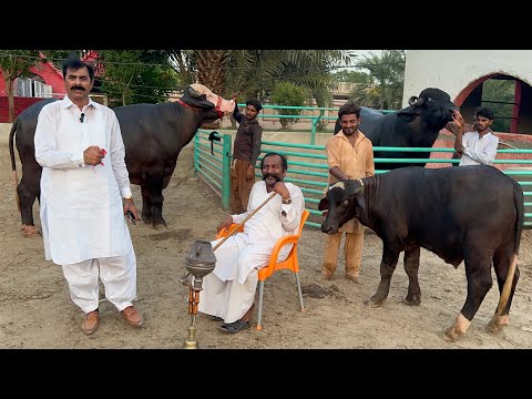 Buffalo Bulls Selection by Haji Shaukat Doggar of Multan ll Nili Ravi Buffalo #buffalo #farming 