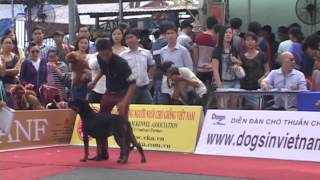 Dogshow lần 1 của CLB SVKC 2