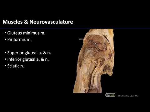 Gluteal Region - M1 Dissection Supplement
