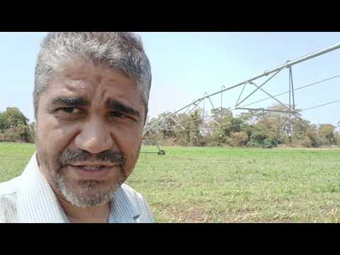 Qual o melhor sistema de irrigação? pivô, aspersão ou gotejamento?