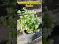 Uncountable Flower Of Mogra Jasmine Get More Flowers In Mogra Shorts Mograplant Mografartilizer
