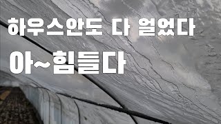하우스 안이 다 얼었다 농사 포기해야 하나?