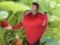 Sprout S Wiggly Waffle Dorothy S Digest Strawberries And Bananas