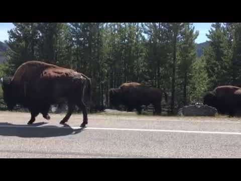 If you get stuck in traffic, it’s probably because of Bison!