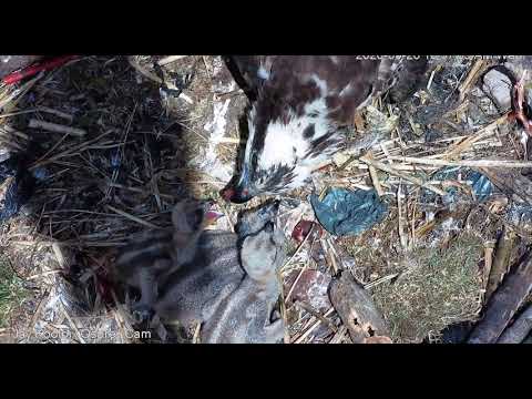 MNSA Jay Koolpix Osprey-Cam:5/20/2020 Breakfast