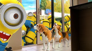 Dog Pranked by MINION DAVE & STUART | Funny Beagle Dog Louie