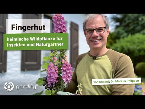 Fingerhut (Digitalis): Heimische Wildpflanze für Insekten und Naturgärtner