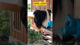 Download lagu 'ANGGORA' SANG JUARA #kambingpe #kambingkontes #kambingkaligesing mp3