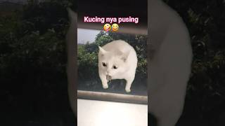 Download lagu cat gets a headache hearing the ee sekedung keding song,#shorts,#viral,#fyp,#trending,#shortvideo... mp3