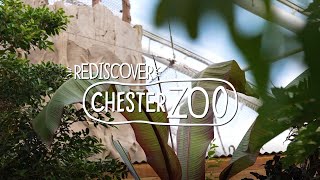 Rediscover Chester Zoo