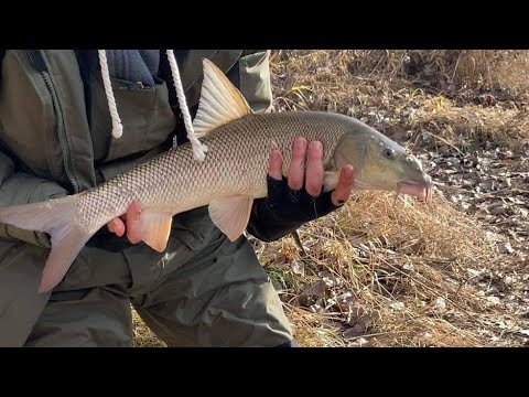 Ribolov KRUPNE mrene i skobalja, jake borbe i kidanja (Fishing fails compilation) 2022