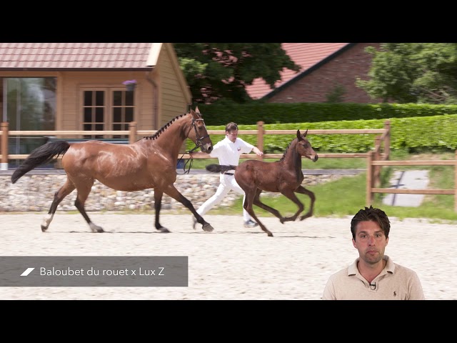 Paloubet vd Horst (Baloubet de Rouet x Lux Z)