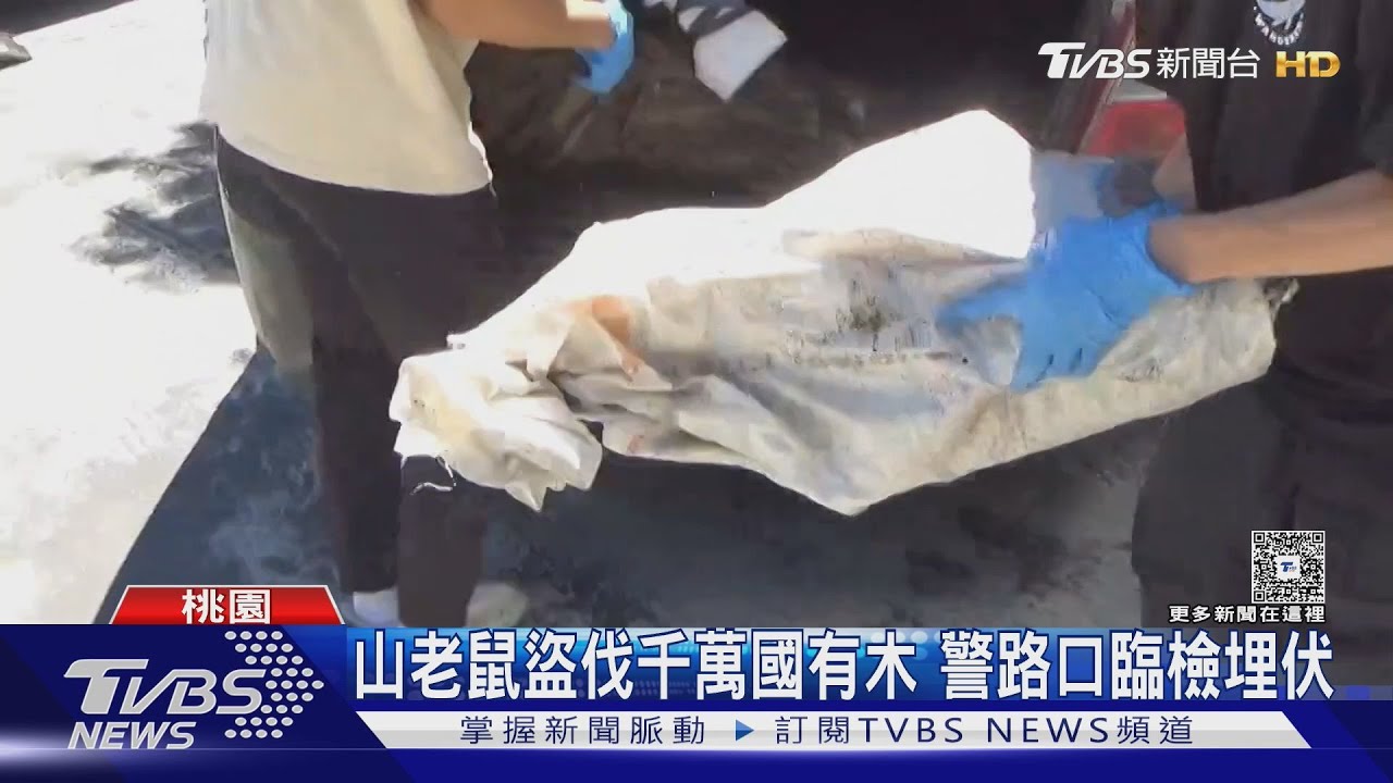 「山老鼠」集團覆滅！警路口神埋伏逮人　南投千年神木遭砍慘枯死