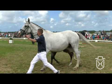 NF195 Stutfohlen von Livello - Caspar - Quidam de Revel