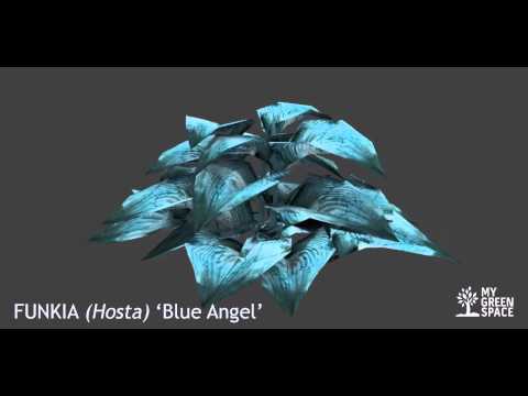 Poznaj rośliny MyGreenSpace - Funkia, cz. 1