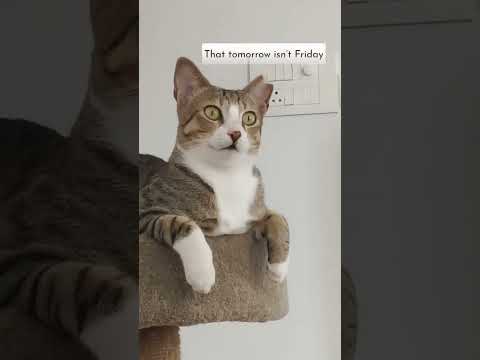 It’s only mondaaay #cats #ytshorts #shorts #pets