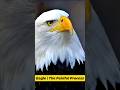 Eagle S Rebirth A Touching Story About A Second Chance