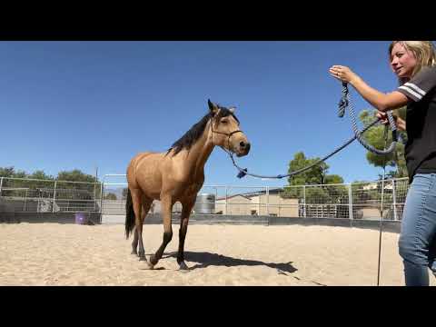 First Steps of Teaching Your Horse The Spin Trick