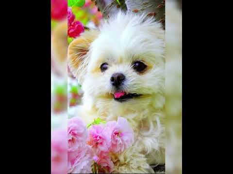 #Cute puppy's wallpapers 💖🐶#shorts#trending
