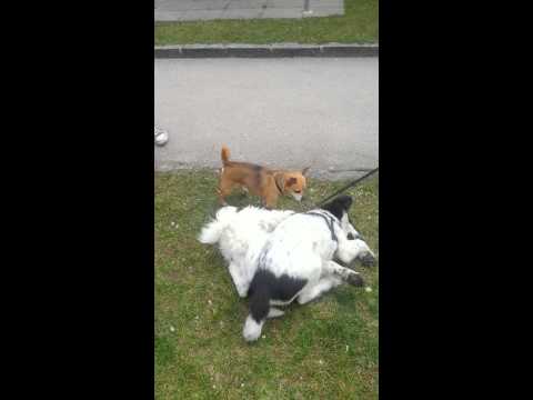 Hund fickt luft Teil2 neben keilerei