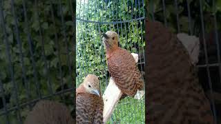 Download lagu Platuk kijang anak mp3