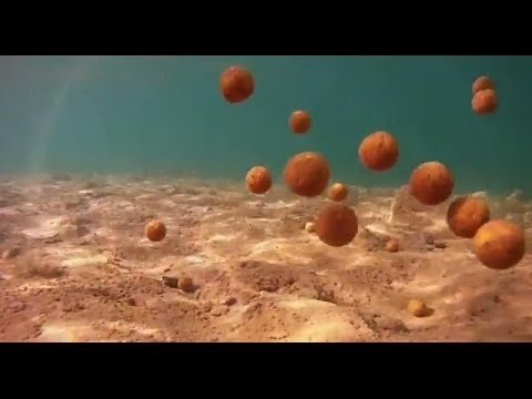 Dynamite Baits Eduardo Zancada discusses two of his favourite sweet baits...