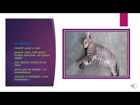 BETSAIDA VILLON BERMUDEZ 7MO B MI GATITA MISHA