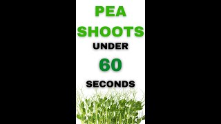 How To Grow Pea Shoots in Under 60 Seconds