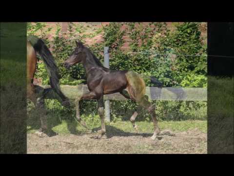 *2016 Hengstfohlen von Le Vivaldi - Florestan I  SOLD!!!