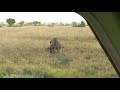Lions Mating