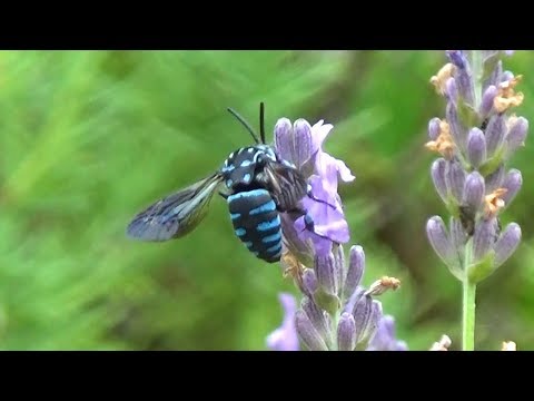 園芸 白人のアラベット、シルバーバスケット