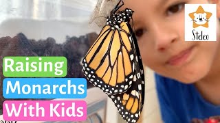 The Amazing Life Cycle of a Monarch Butterfly | Monarch Life Cycle for Kids #monarch #butterfly #migration gameplay video by alucas, 23:04 duration