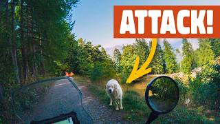 These AGGRESSIVE DOGS are a real problem 🇮🇹 | Ep 113