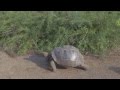 Tortoise Walking On Isabela Island Galapagos