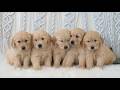 Golden Retriever dogs for sale: Scar  - Video 1
