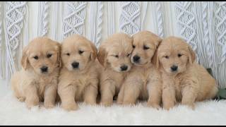 Video preview image #1 Golden Retriever Puppy For Sale in NEWPORT, PA, USA