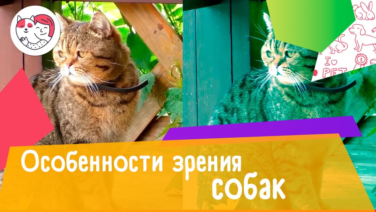 4 особенности зрения собак